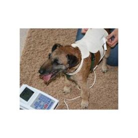 Bioresonantie Stofdetector Kleine honden